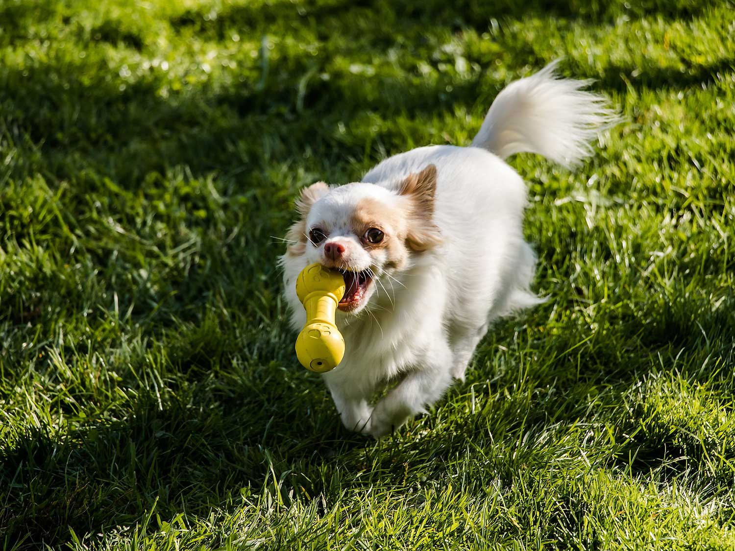 Dog toys are a great way to keep them preoccupied and help curb any destructive behavior.