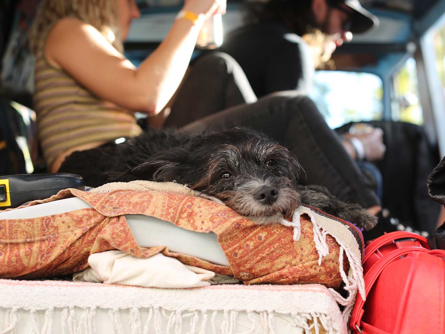 Best Boy in Show resting in one of the custom vans. Paradise Road Show is family and pet friendly!