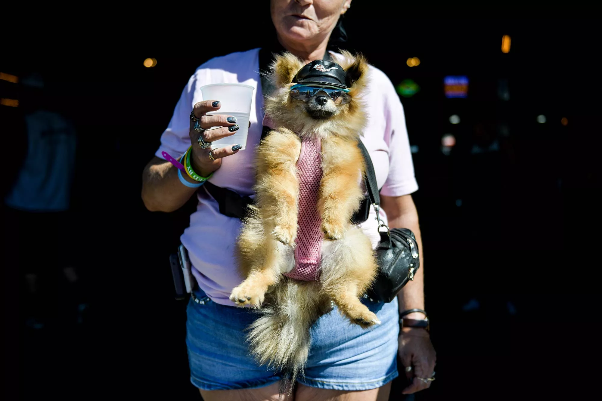 Leo the Pomeranian hangs out at the Big Engine Bar with his owner, Mary Hanson, in Sturgis.